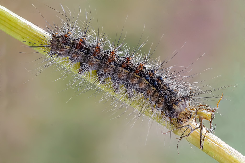 bruchetto da id - Lymantria dispar